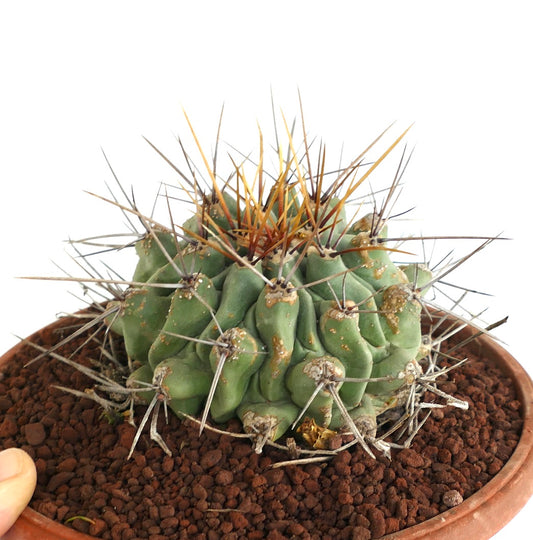 Thelocactus rinconensis LONG SPINES SELECTED