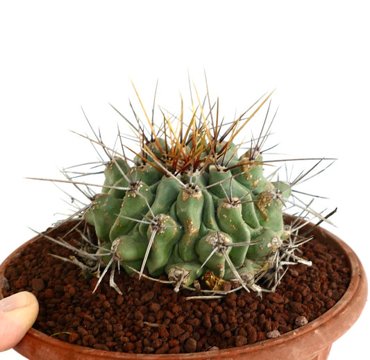 Thelocactus rinconensis LONG SPINES SELECTED