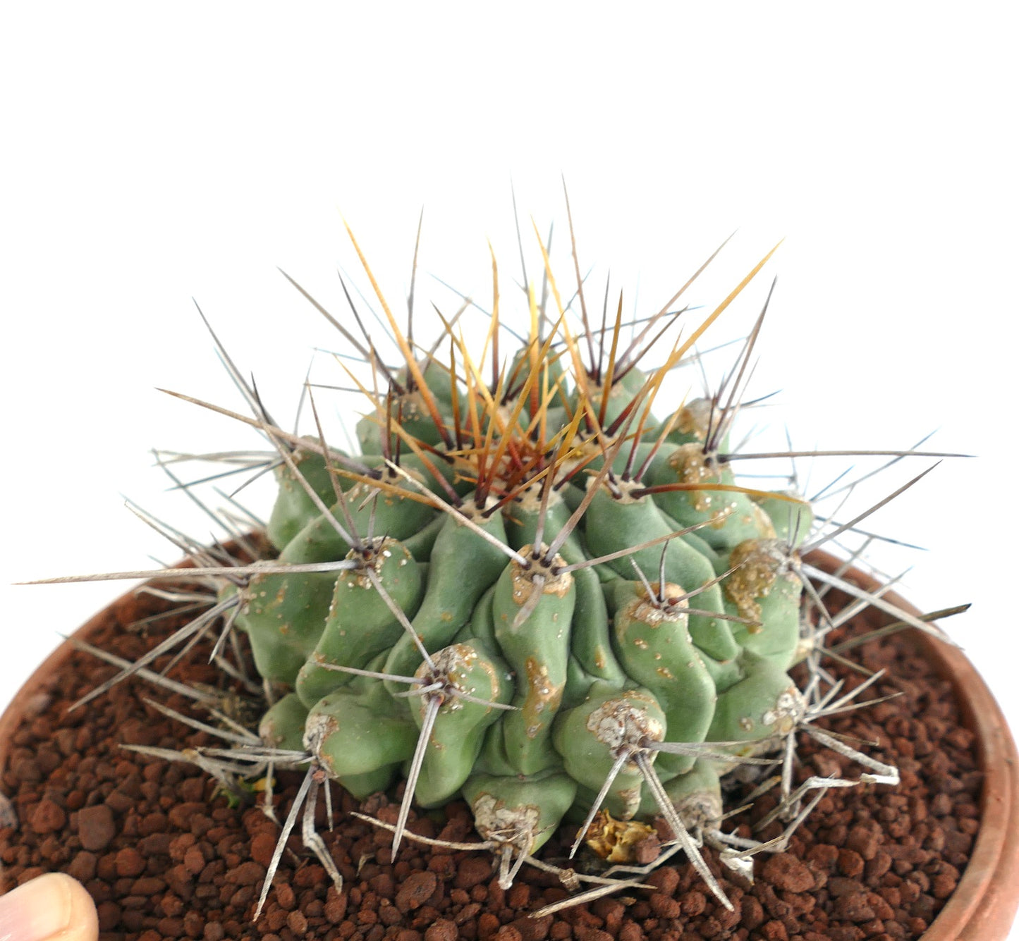 Thelocactus rinconensis LONG SPINES SELECTED
