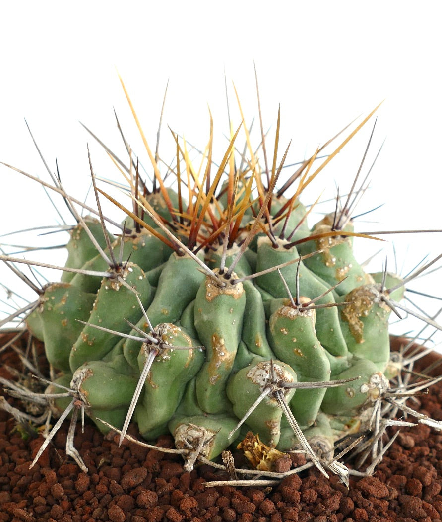 Thelocactus rinconensis LONG SPINES SELECTED