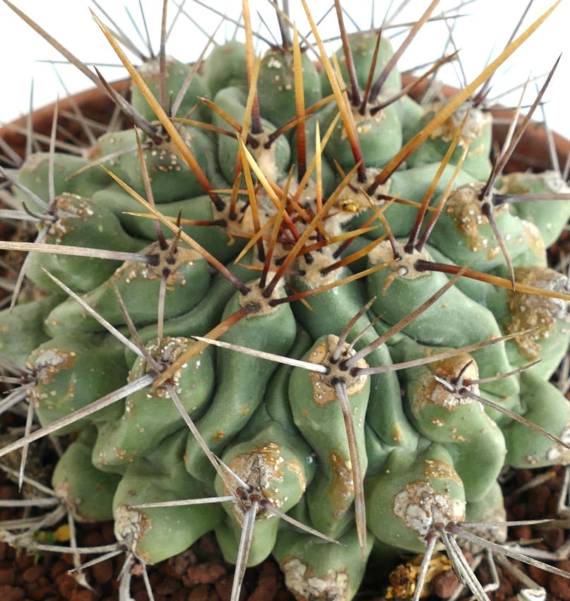 Thelocactus rinconensis LONG SPINES SELECTED