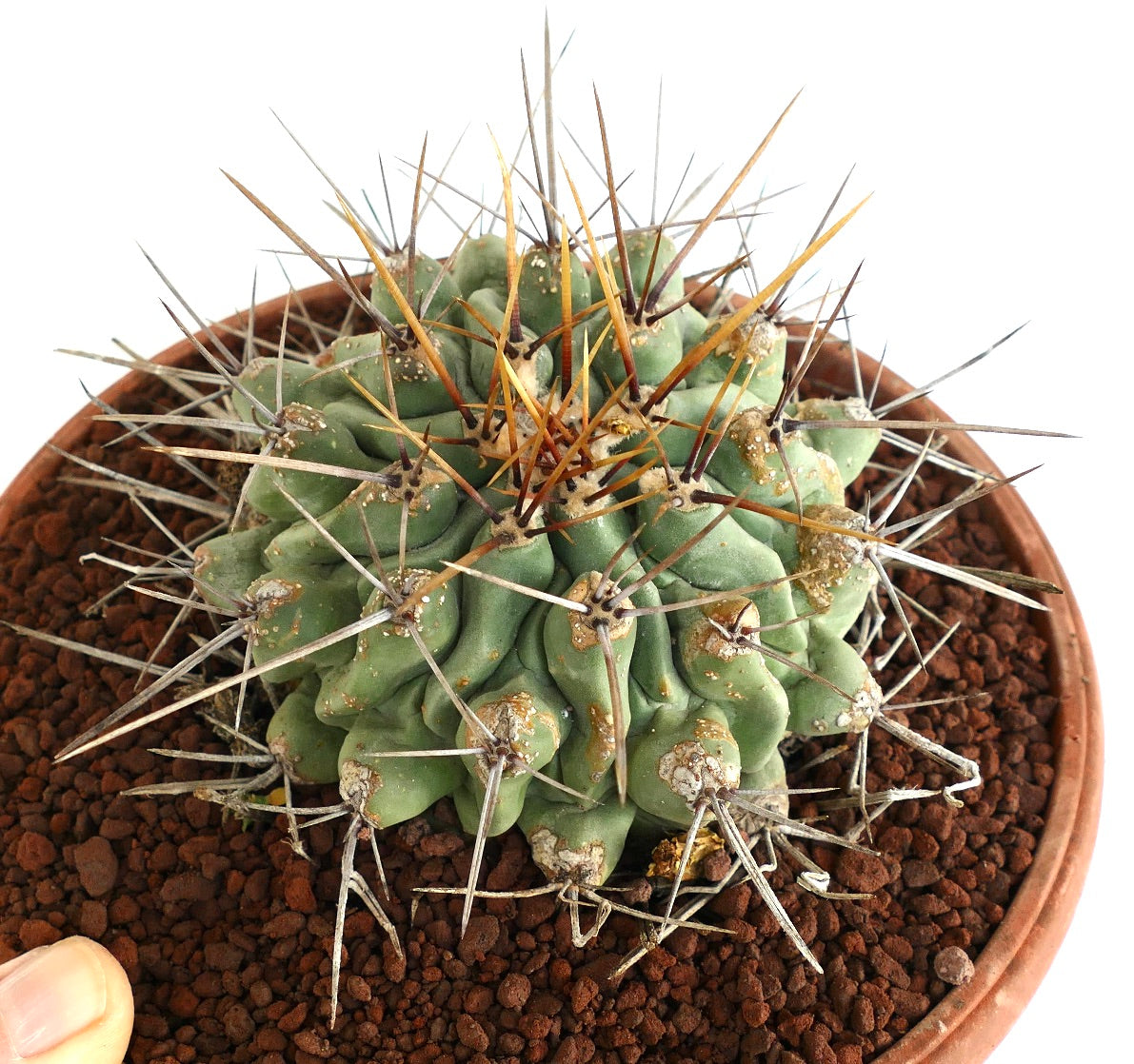 Thelocactus rinconensis LONG SPINES SELECTED
