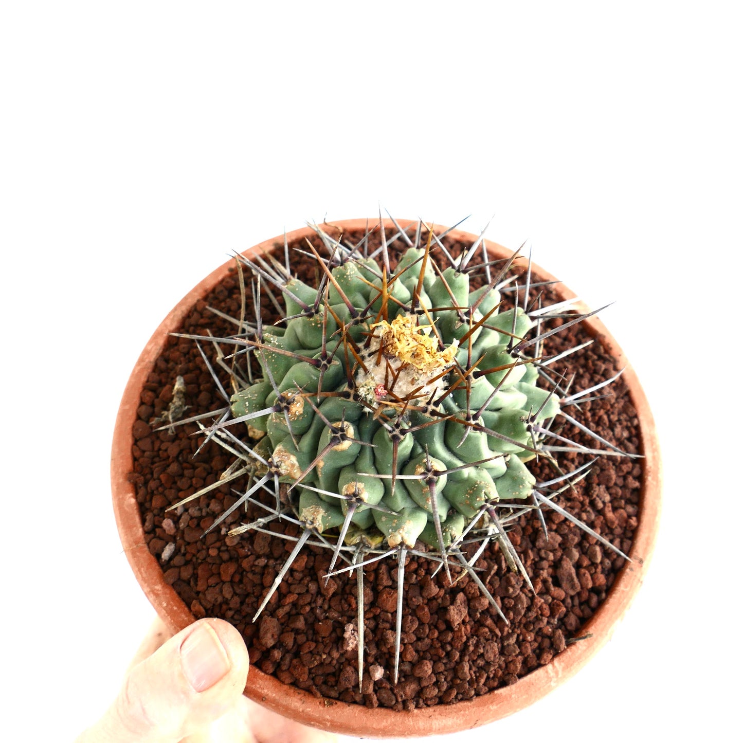 Thelocactus rinconensis OLD PLANT