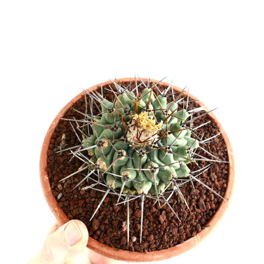 Thelocactus rinconensis OLD PLANT