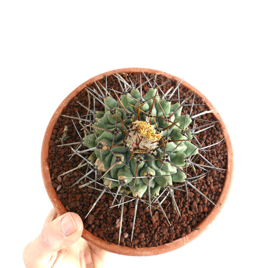 Thelocactus rinconensis OLD PLANT