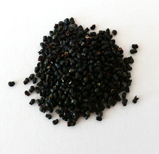 About three hundred small black seeds of Thelocactus rinconensis on a white background