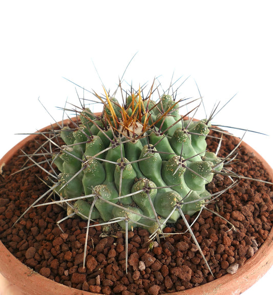 Thelocactus rinconensis SELECTED SPECIMEN