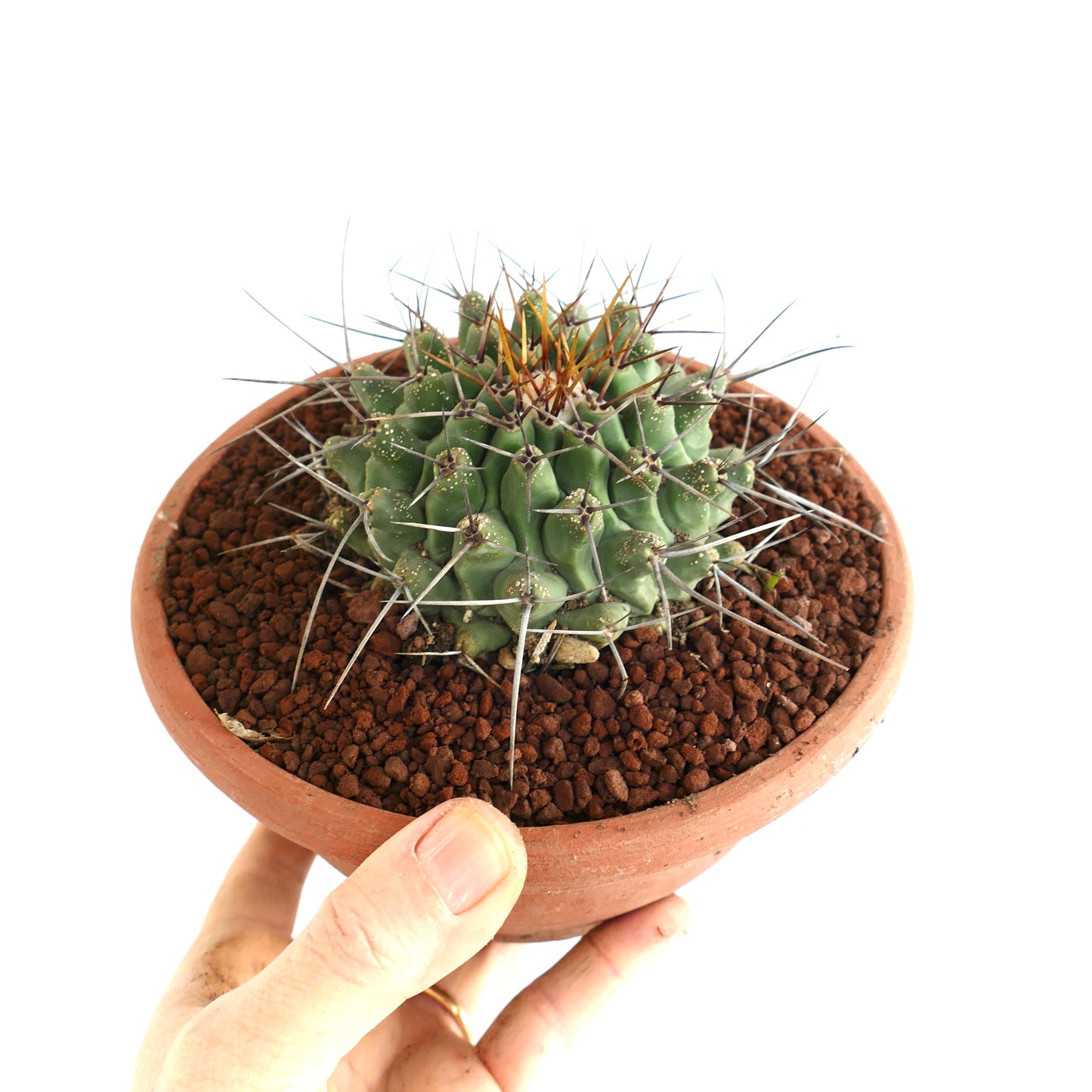 Thelocactus rinconensis SELECTED SPECIMEN