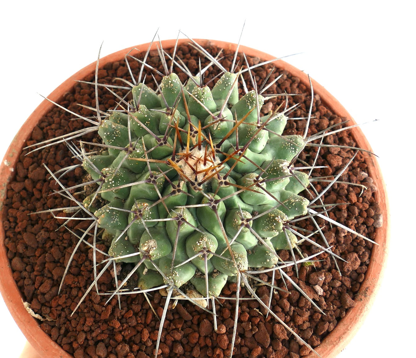 Thelocactus rinconensis SELECTED SPECIMEN