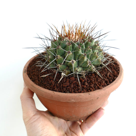 Thelocactus rinconensis SUPER LONG SPINES