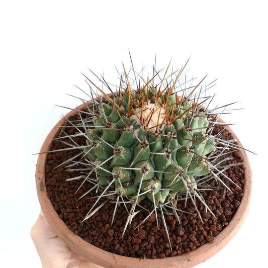 Thelocactus rinconensis SUPER LONG SPINES