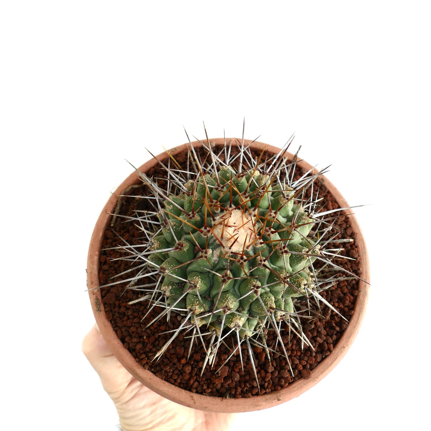 Thelocactus rinconensis SUPER LONG SPINES