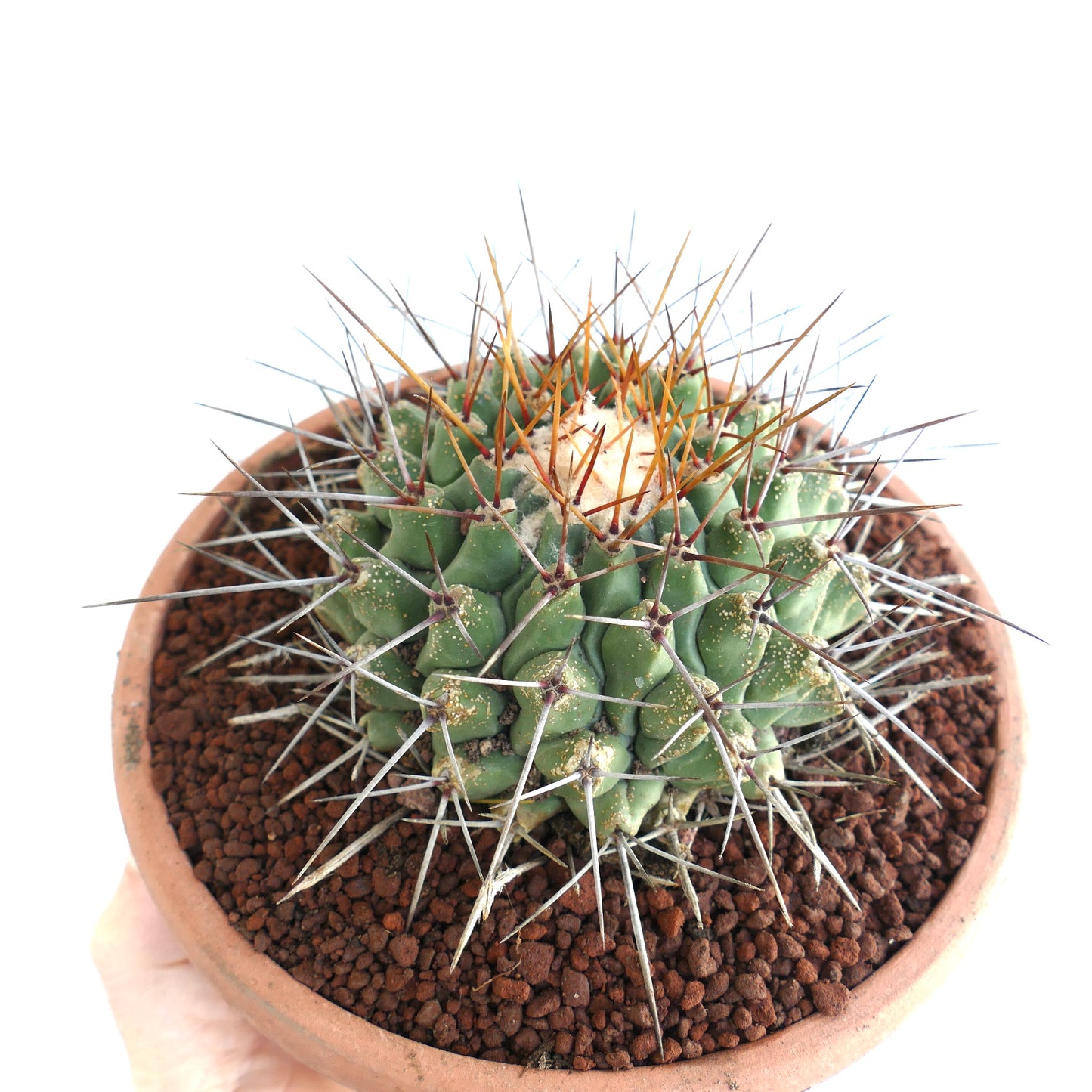 Thelocactus rinconensis SUPER LONG SPINES