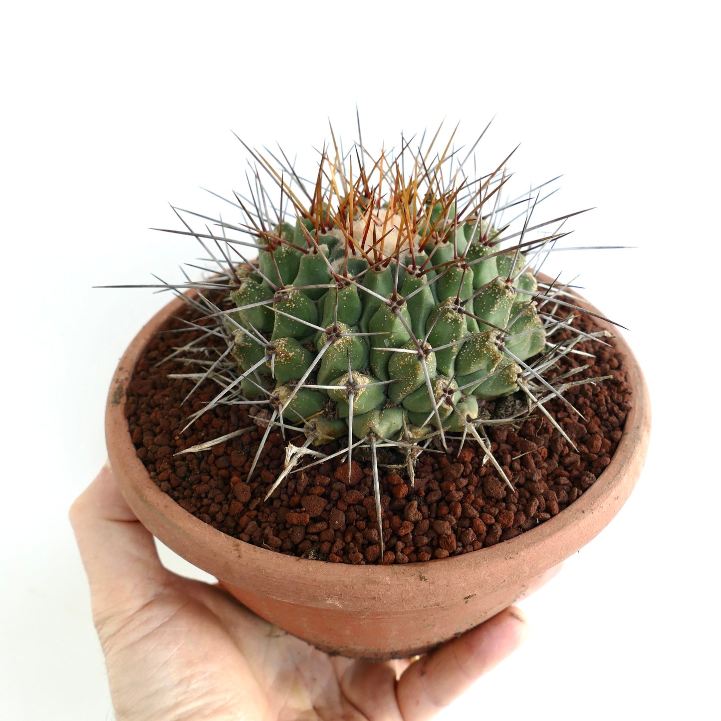 Thelocactus rinconensis SUPER LONG SPINES