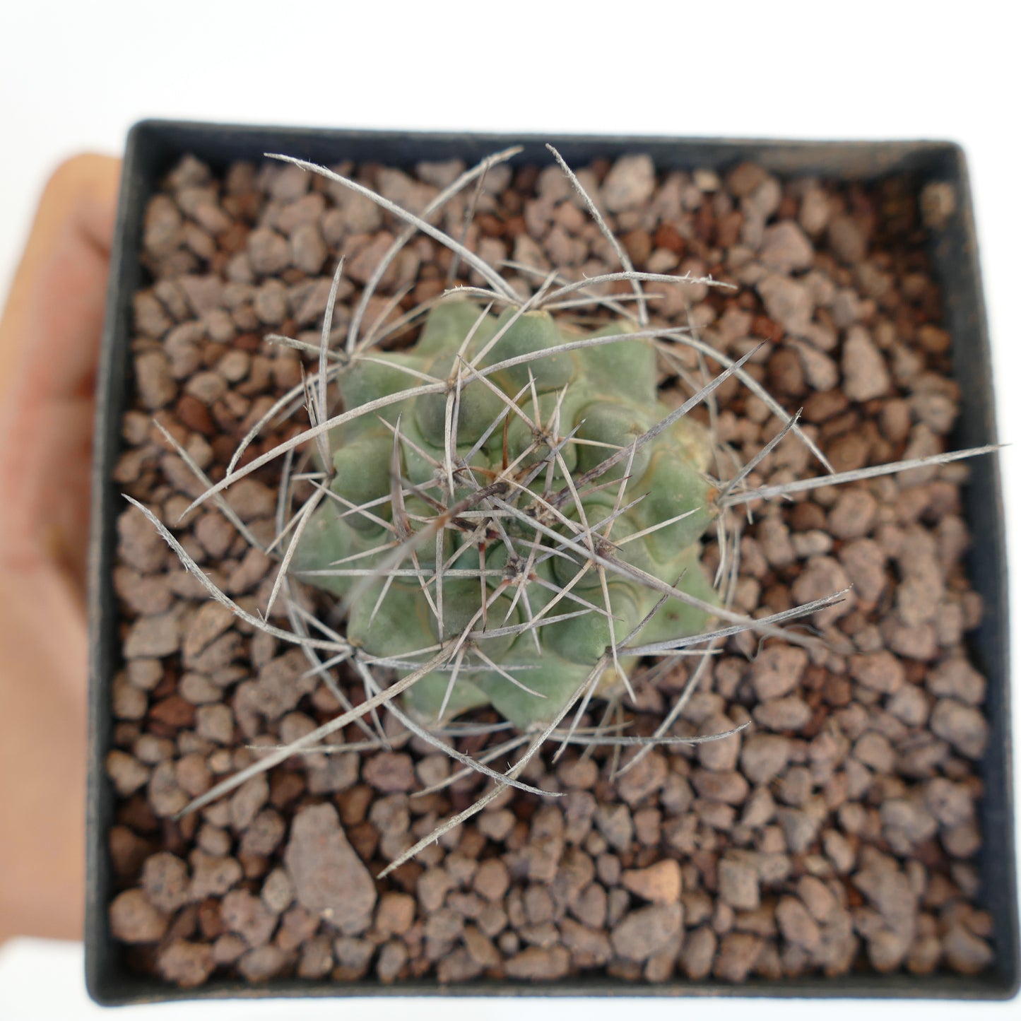 Thelocactus rinconensis var. nidulans