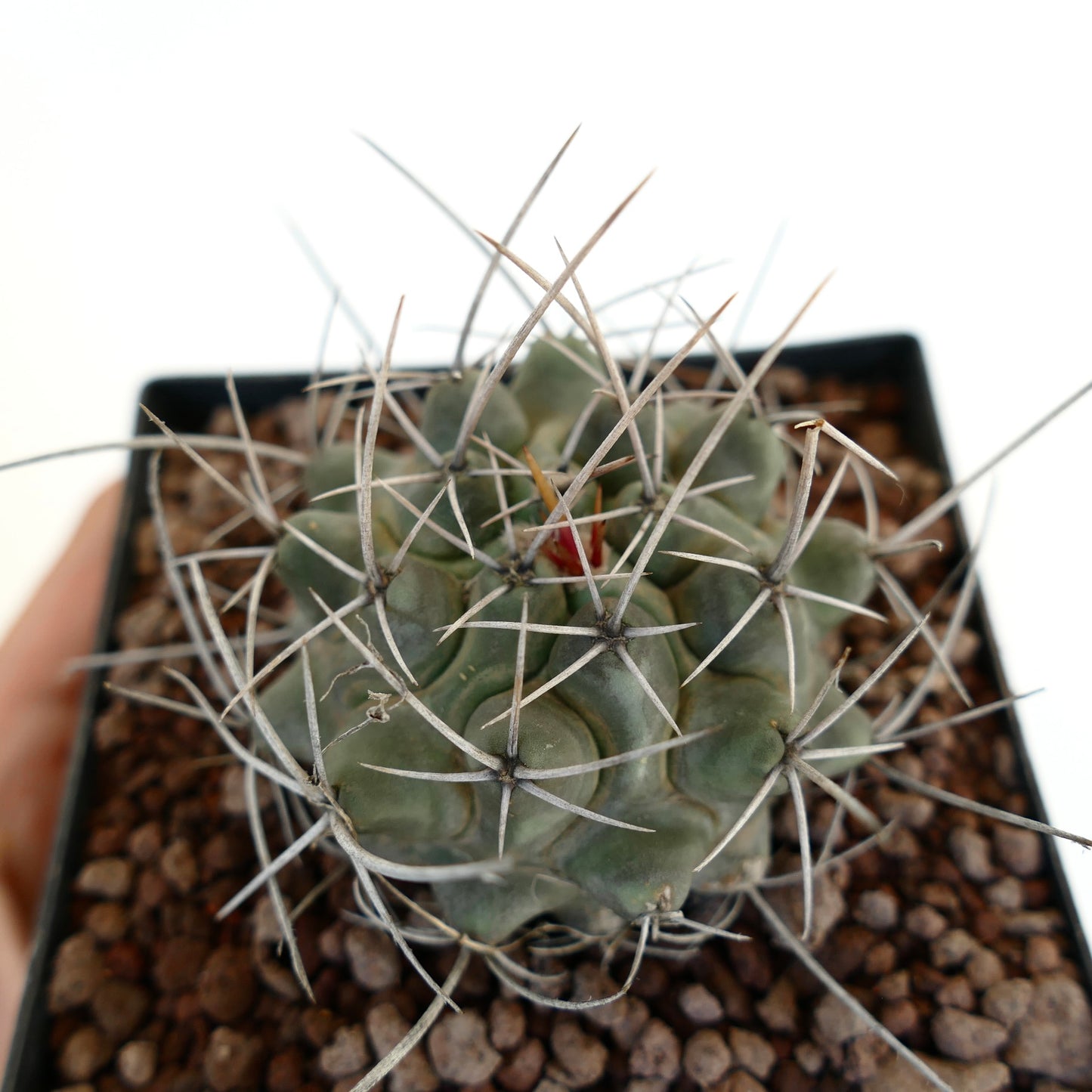 Thelocactus rinconensis var. nidulans