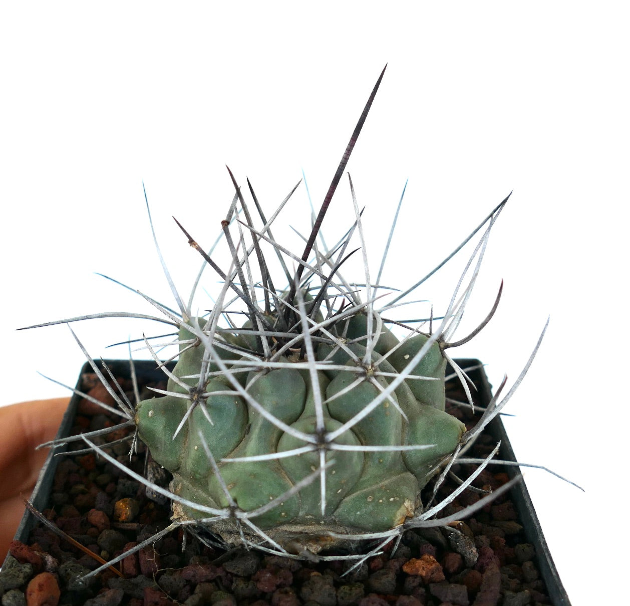 Thelocactus rinconensis var. nidulans