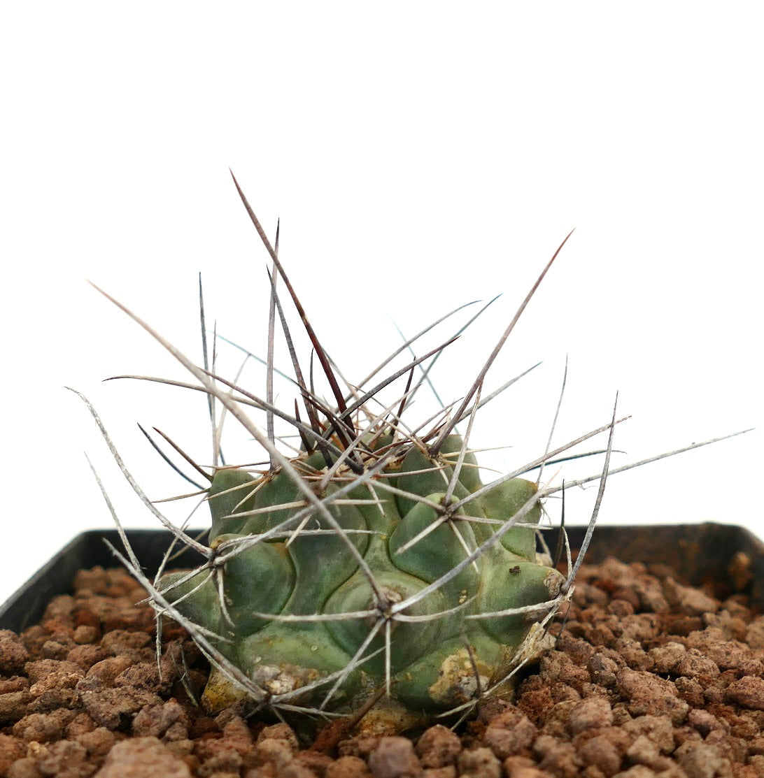 Thelocactus rinconensis var. nidulans