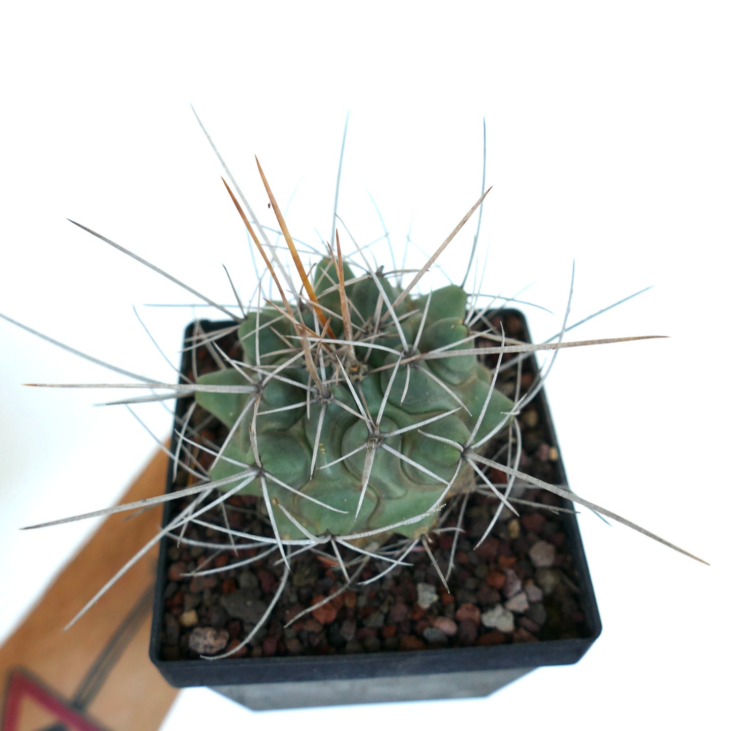 Thelocactus rinconensis var. nidulans