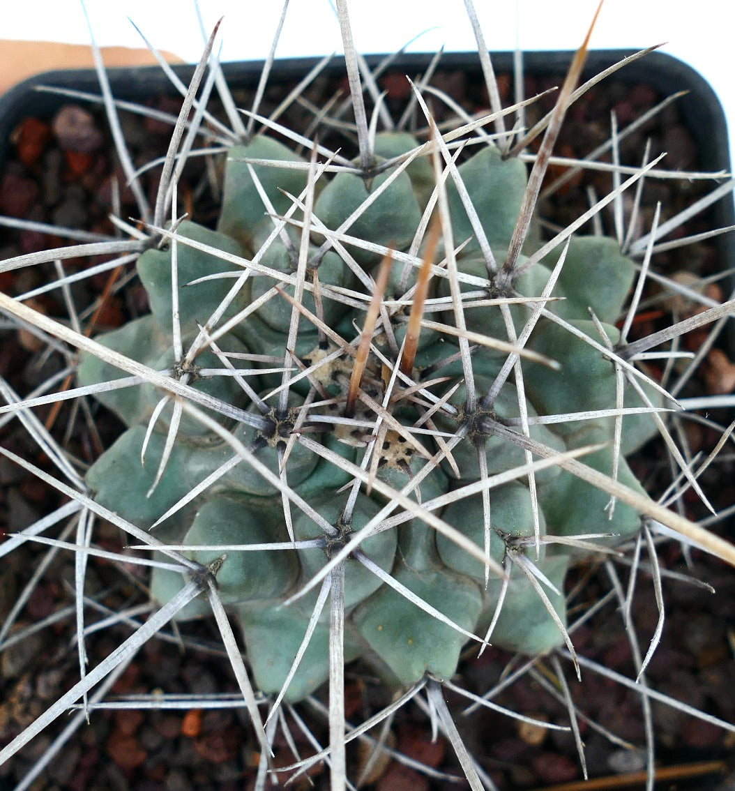 Thelocactus rinconensis var. nidulans