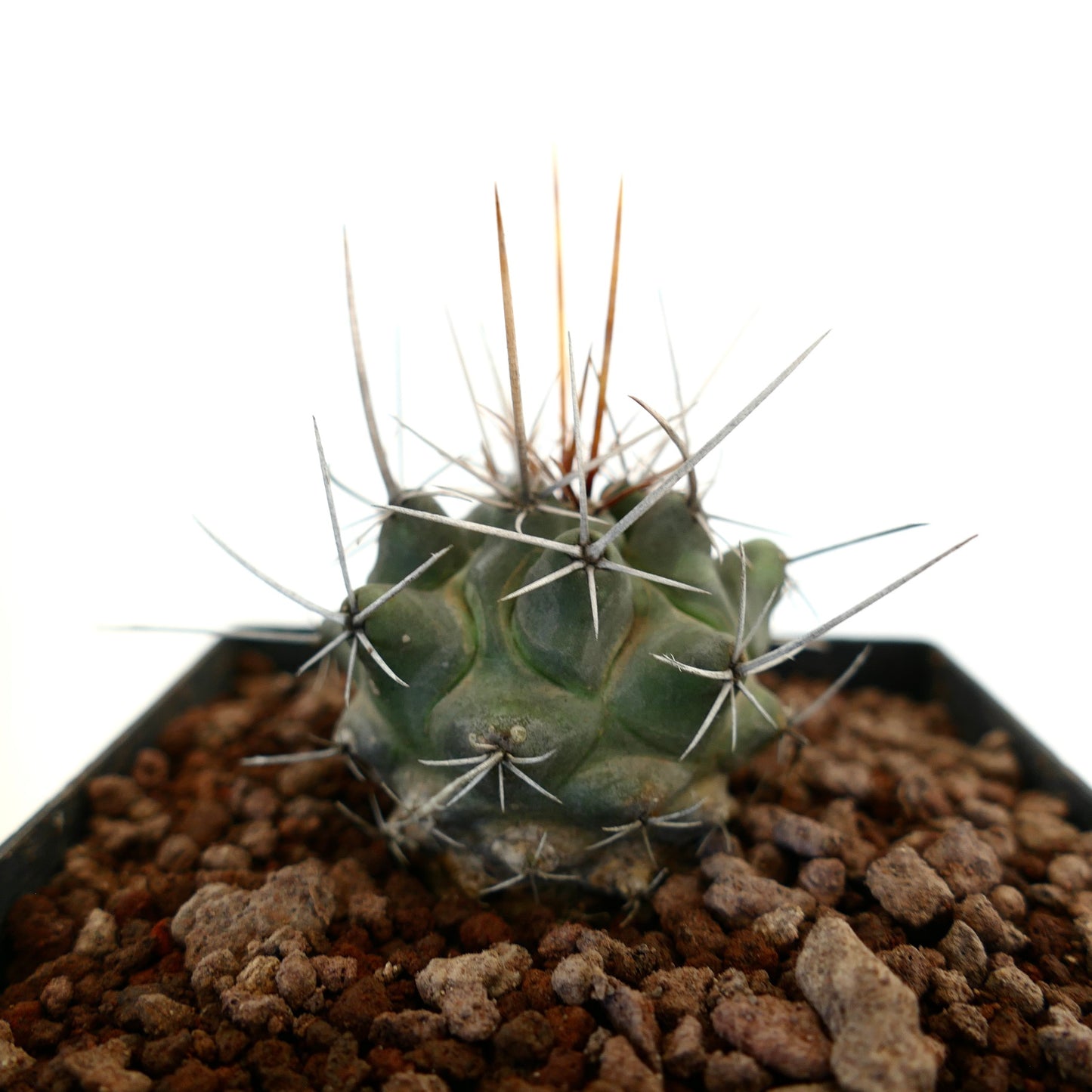 Thelocactus rinconensis var. nidulans