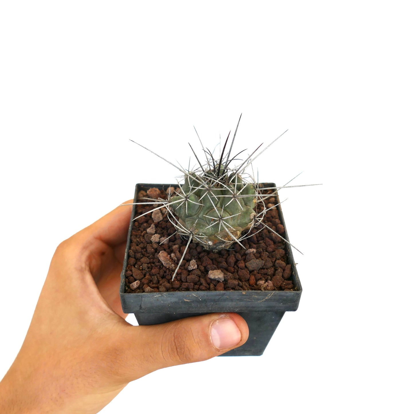 Thelocactus rinconensis var. nidulans