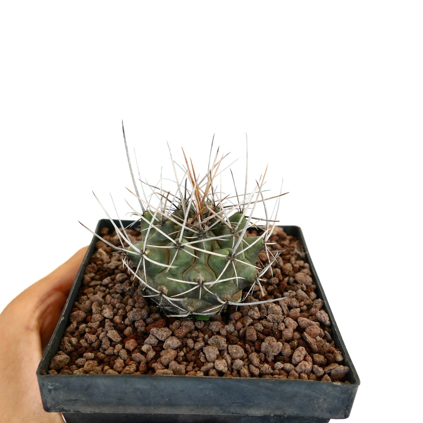 Thelocactus rinconensis var. nidulans