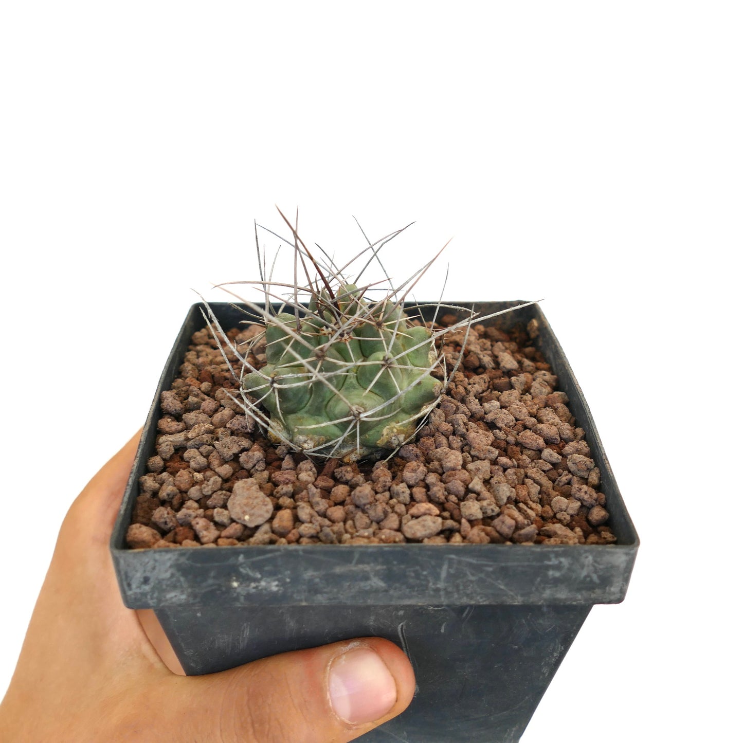 Thelocactus rinconensis var. nidulans