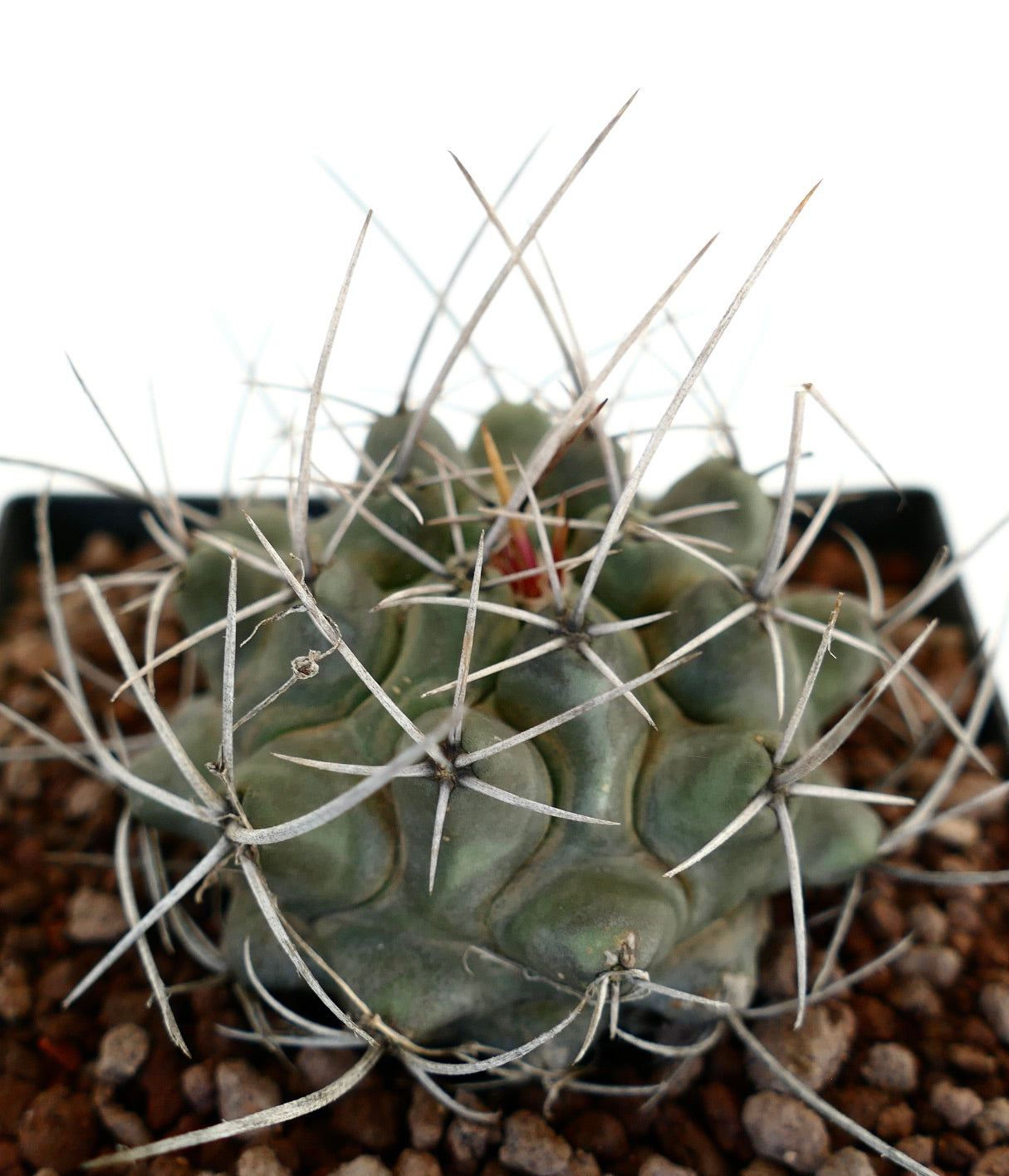 Thelocactus rinconensis var. nidulans