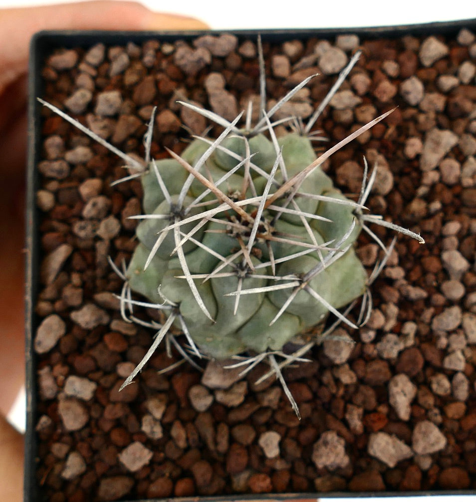 Thelocactus rinconensis var. nidulans