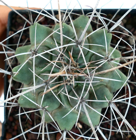 Thelocactus rinconensis var. nidulans