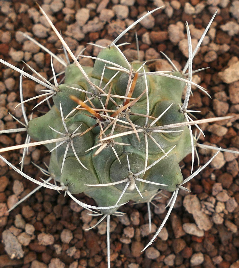 Thelocactus rinconensis var. nidulans