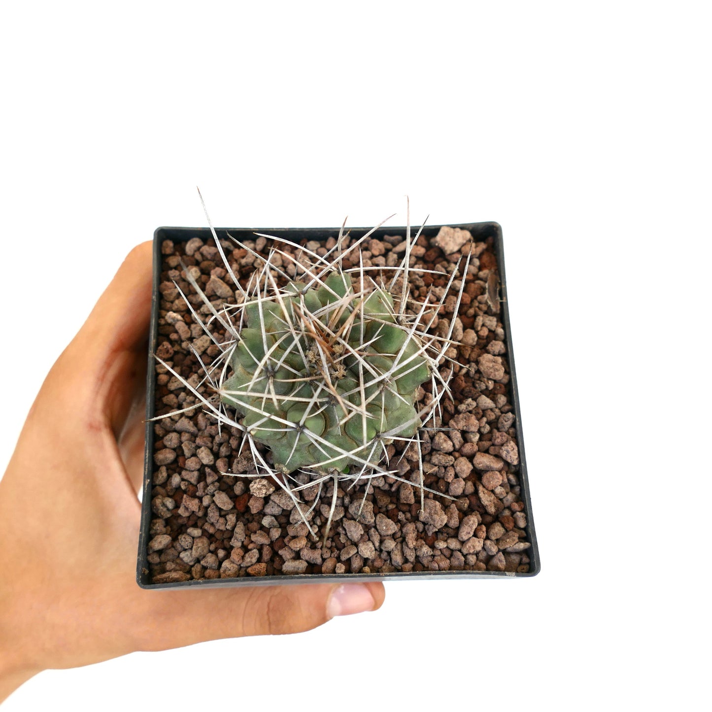 Thelocactus rinconensis var. nidulans