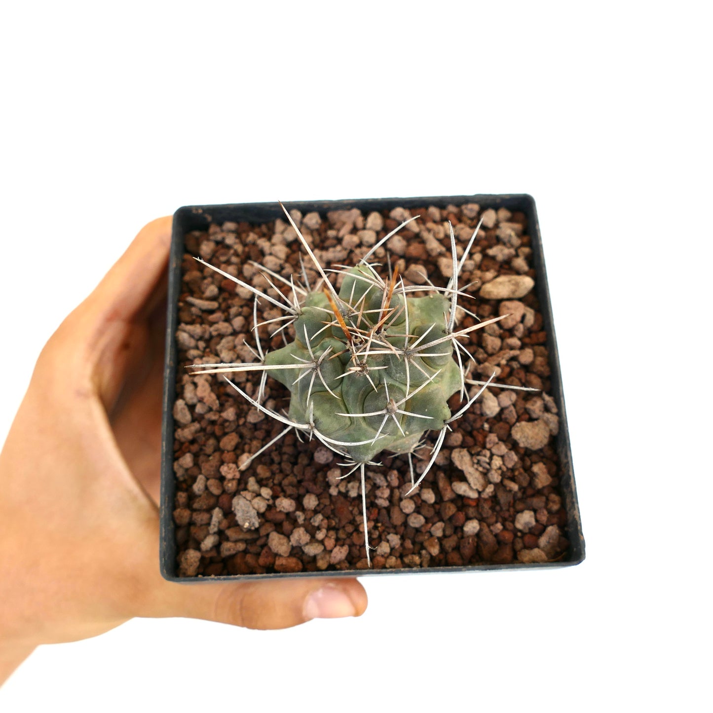 Thelocactus rinconensis var. nidulans