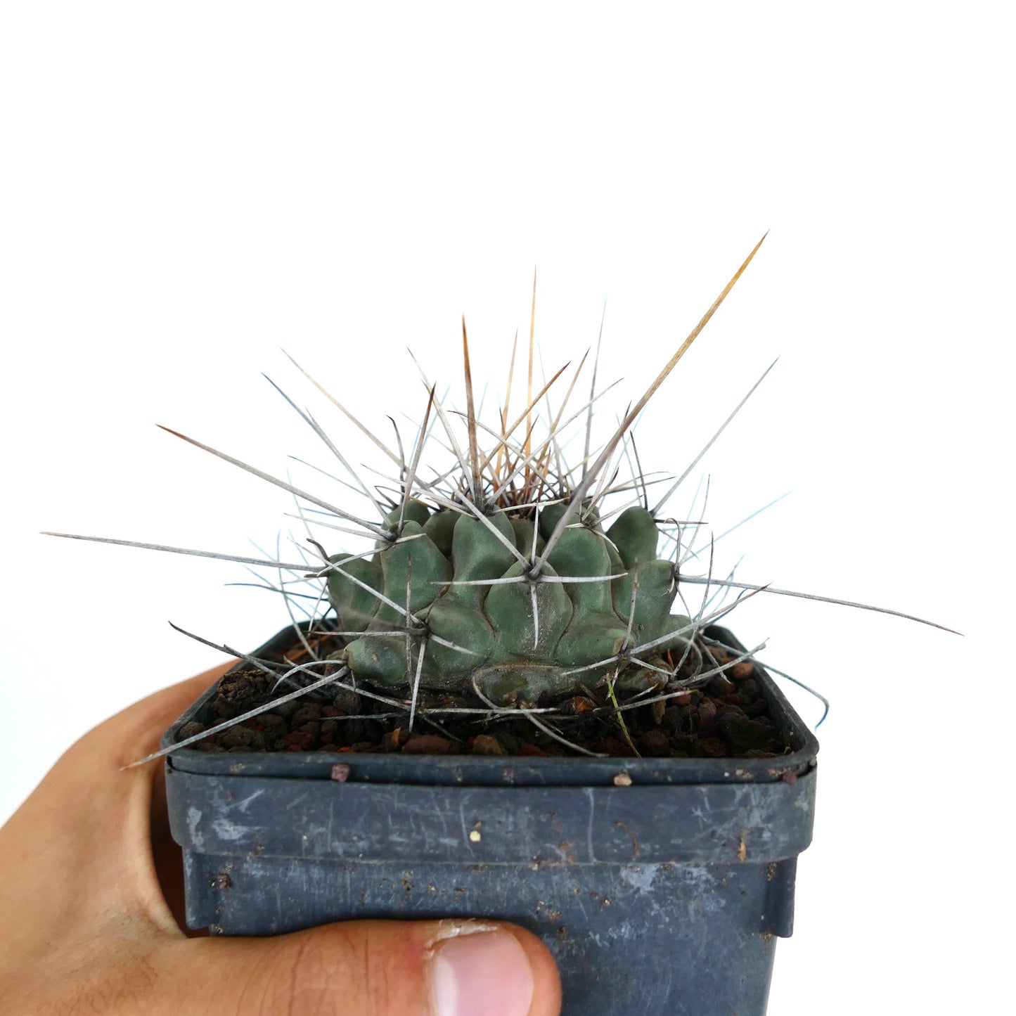 Thelocactus rinconensis var. nidulans