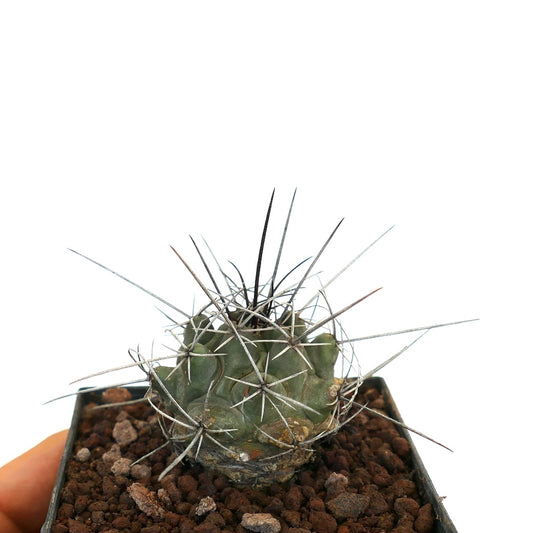 Thelocactus rinconensis var. nidulans