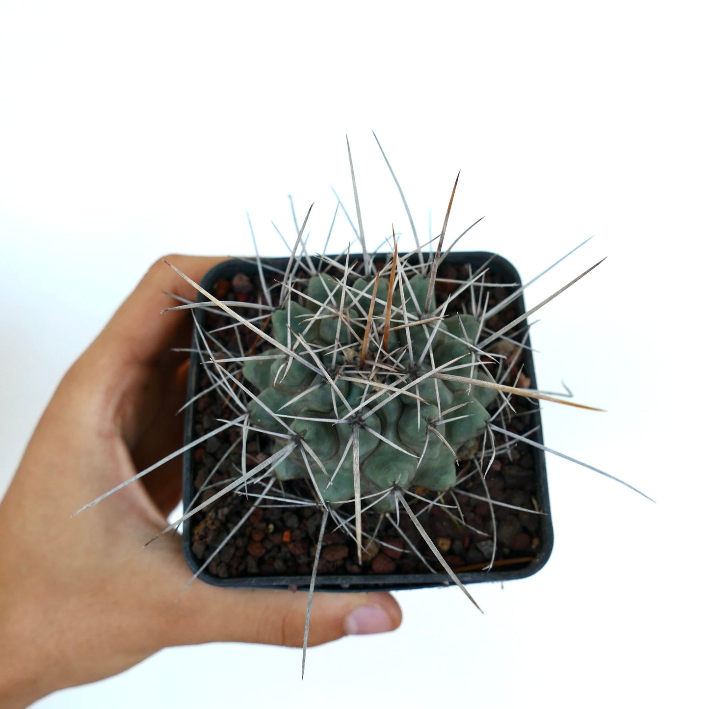 Thelocactus rinconensis var. nidulans