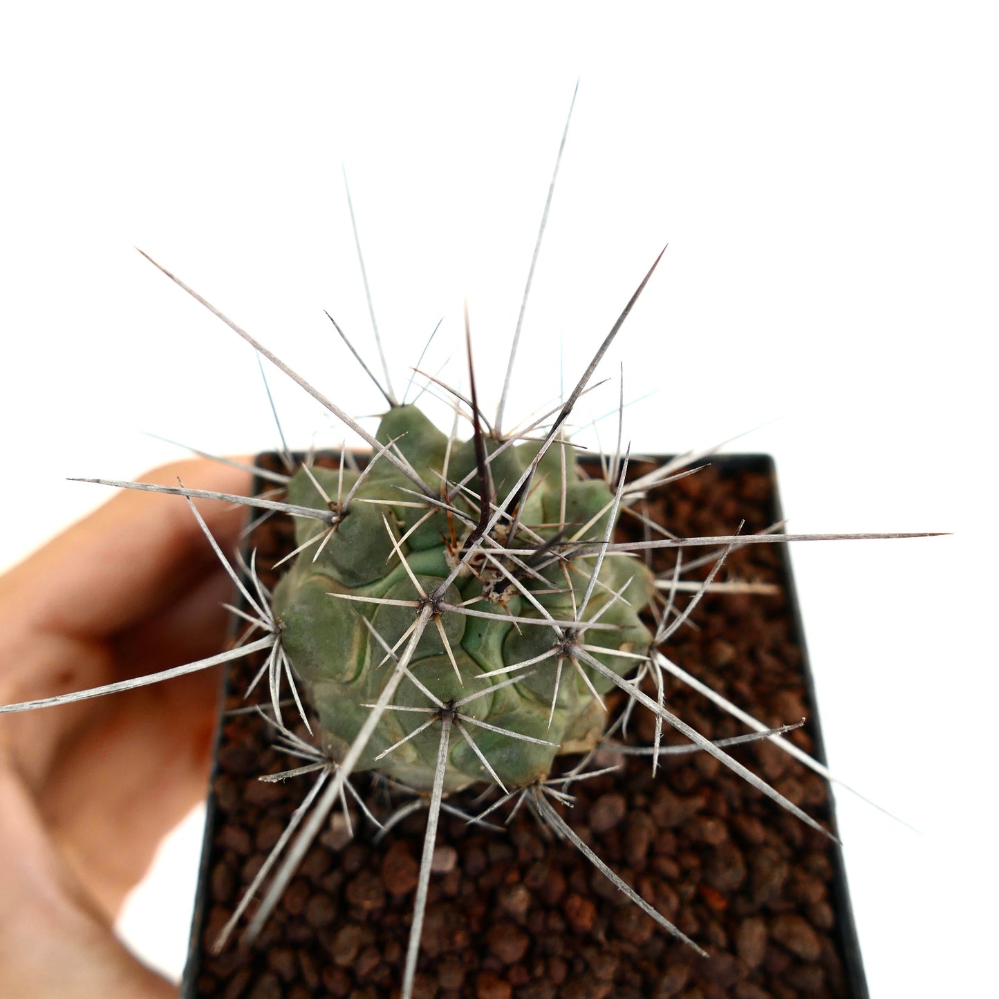 Thelocactus rinconensis var. nidulans