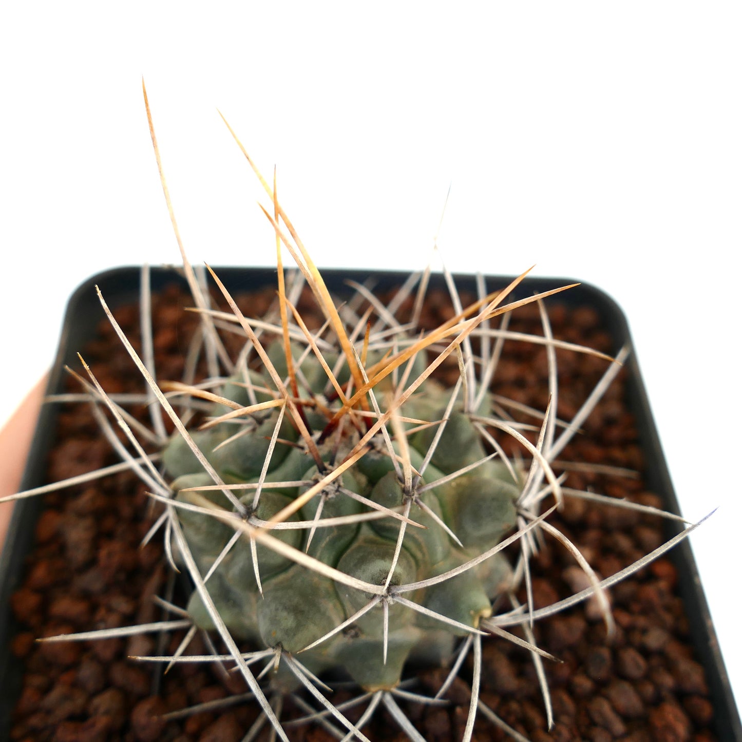 Thelocactus rinconensis var. nidulans