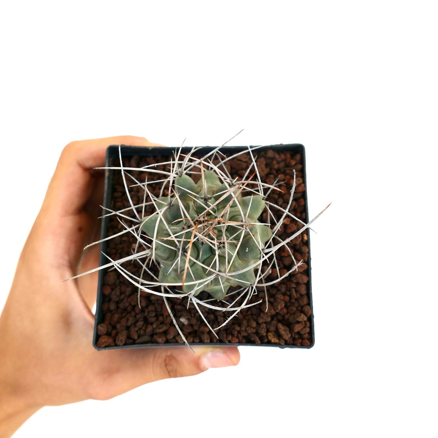 Thelocactus rinconensis var. nidulans