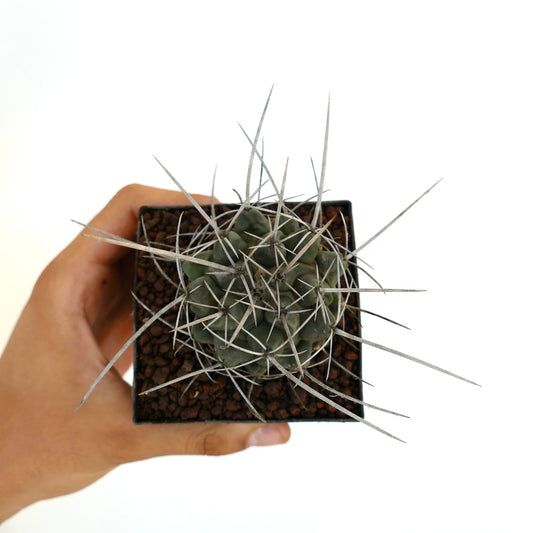 Thelocactus rinconensis var. nidulans