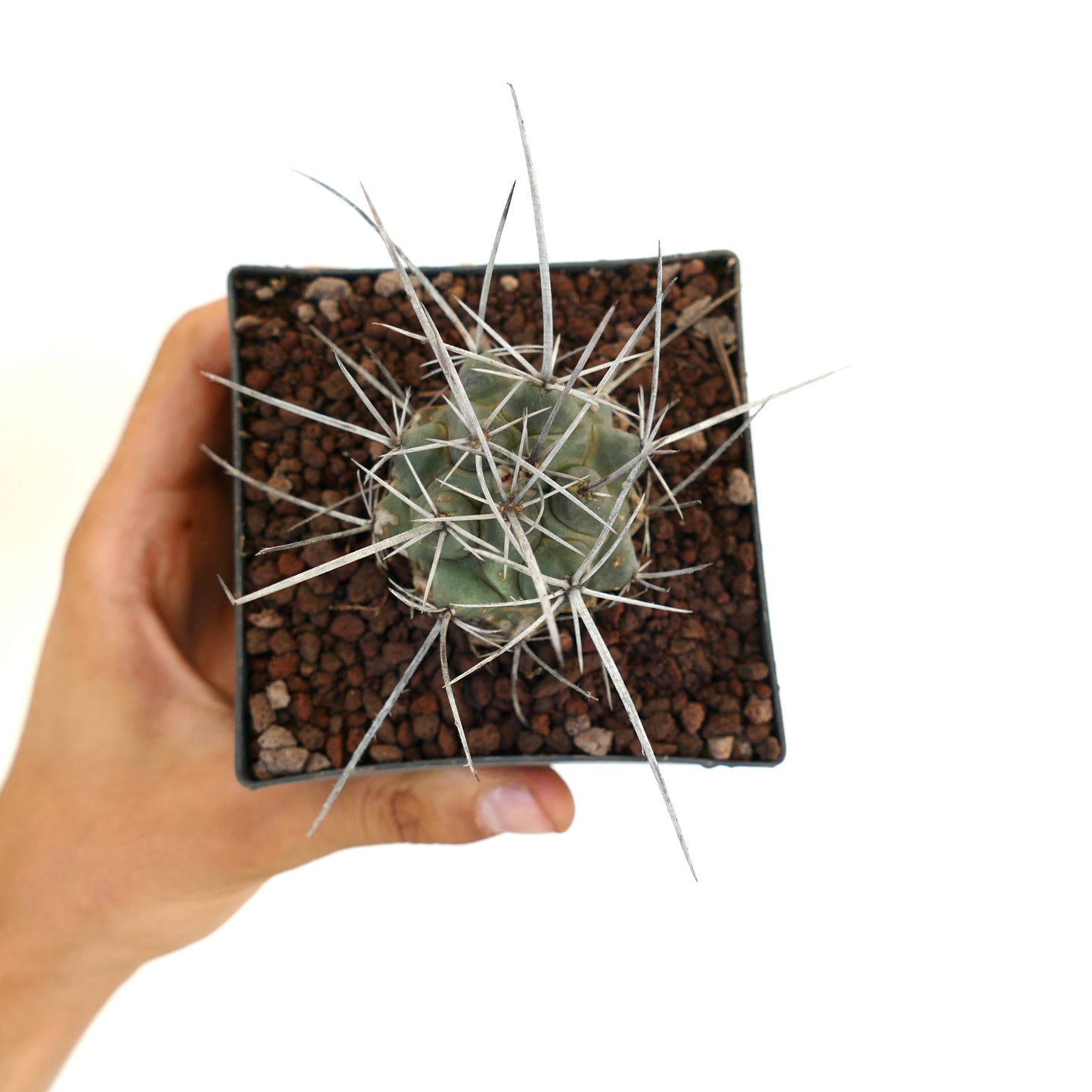 Thelocactus rinconensis var. nidulans