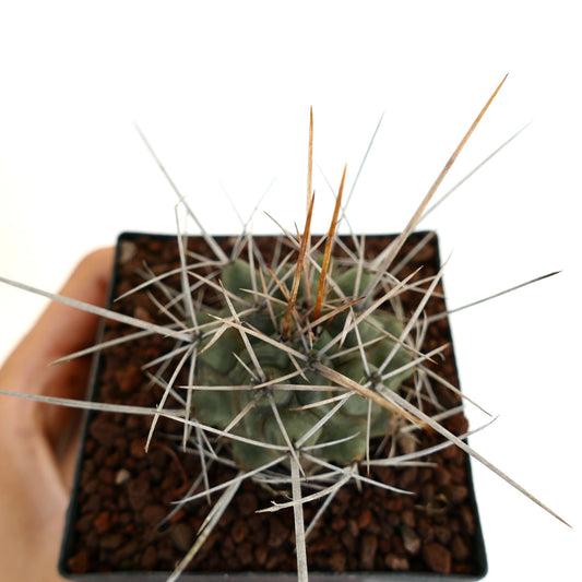 Thelocactus rinconensis var. nidulans