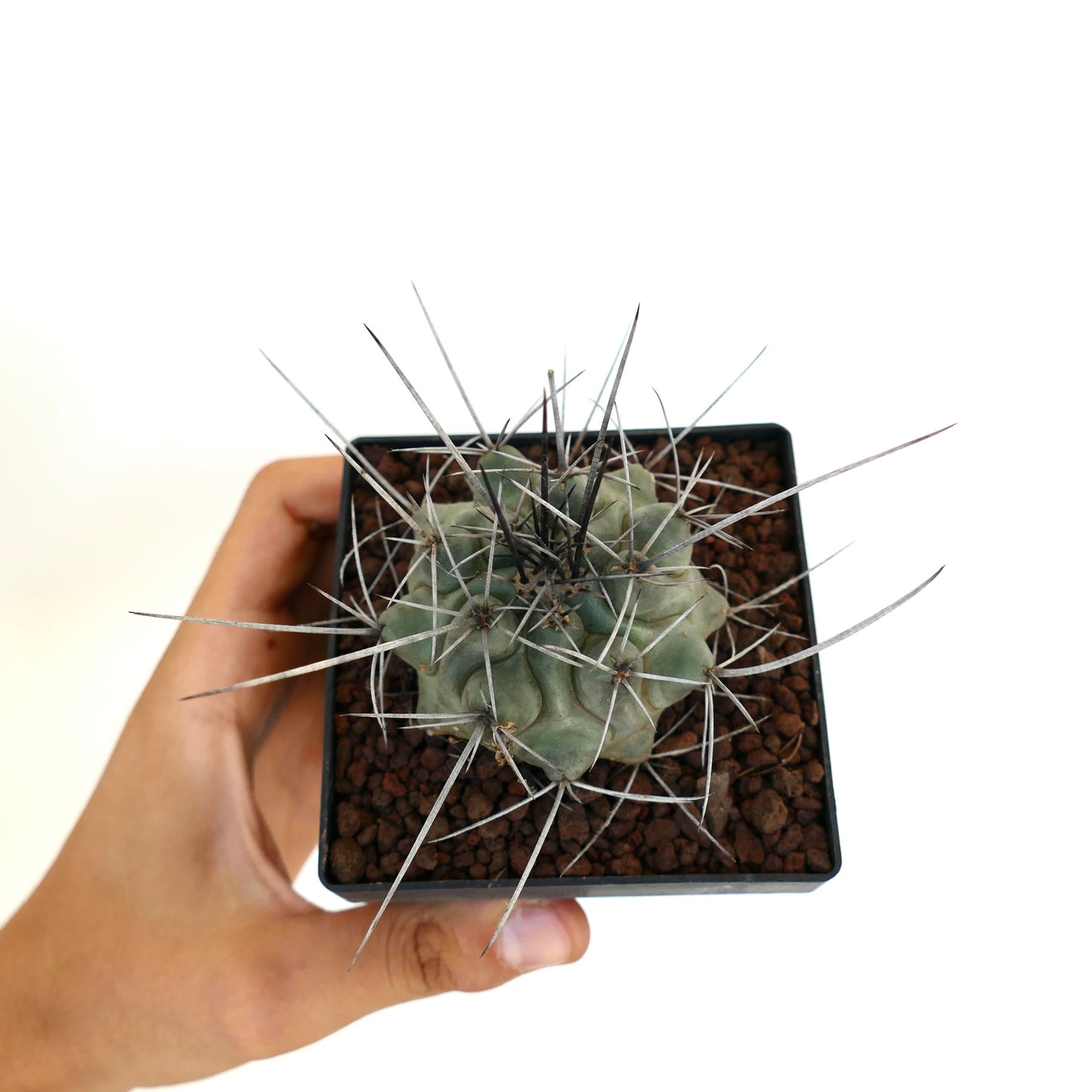 Thelocactus rinconensis var. nidulans BLACK SPINES