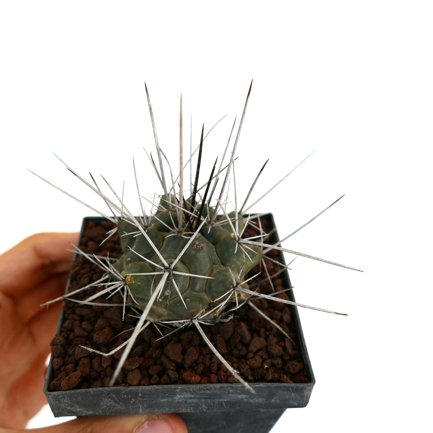 Thelocactus rinconensis var. nidulans