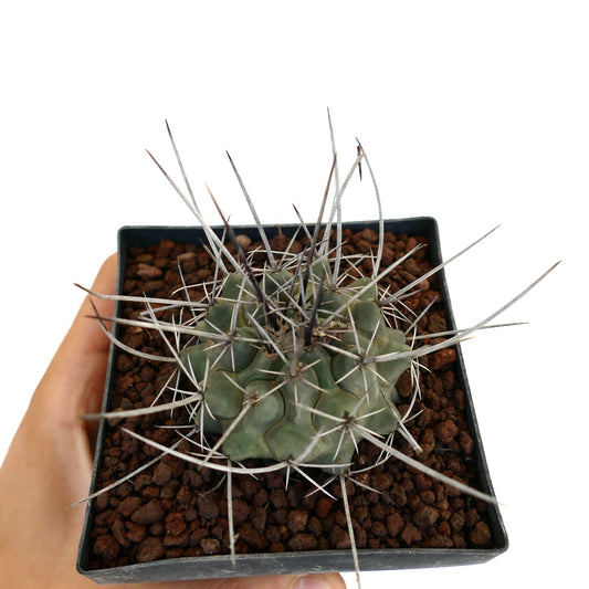 Thelocactus rinconensis var. nidulans