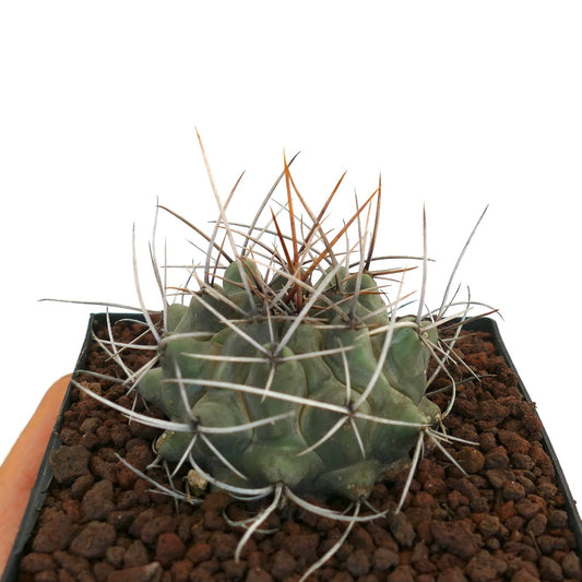 Thelocactus rinconensis var. nidulans