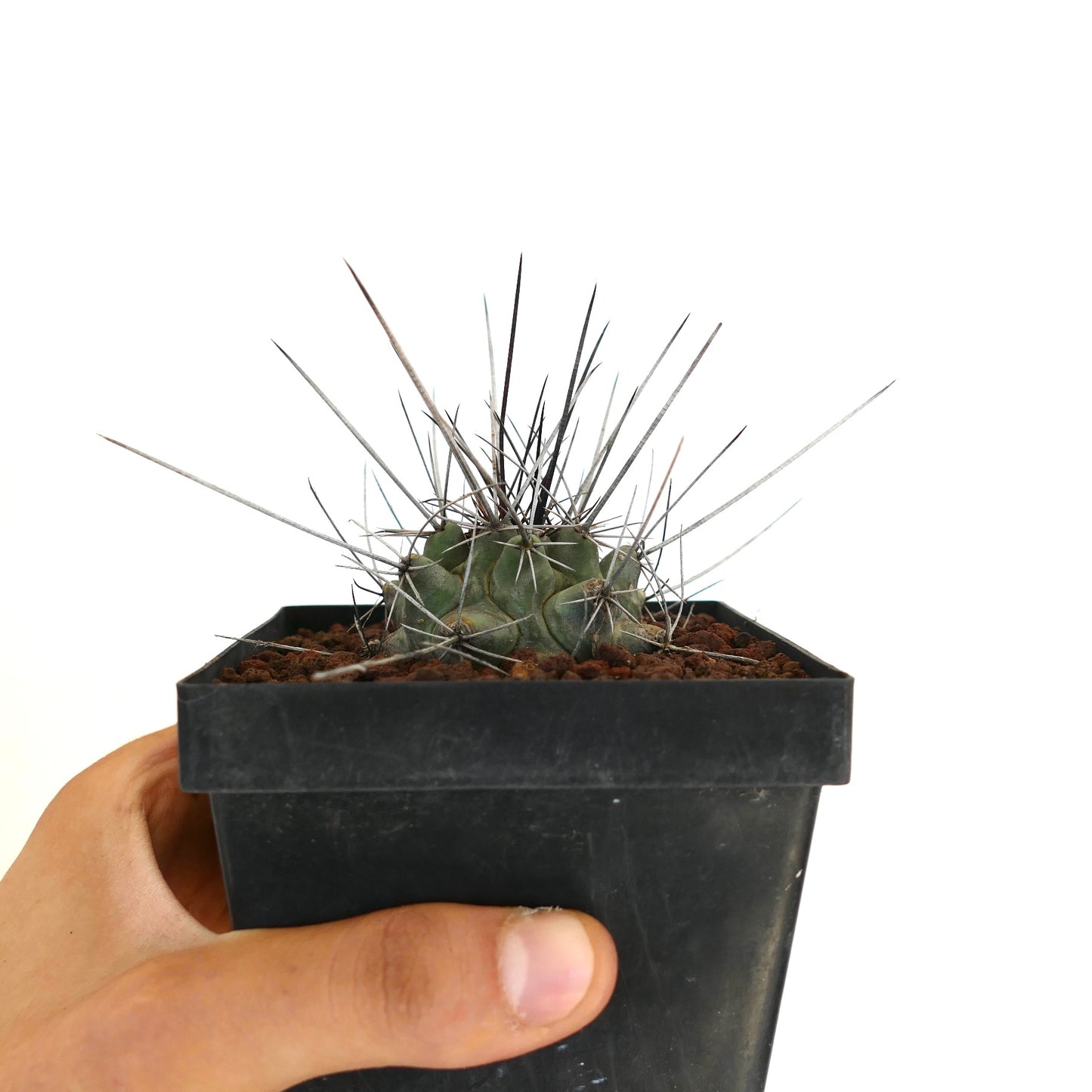 Thelocactus rinconensis var. nidulans BLACK SPINES