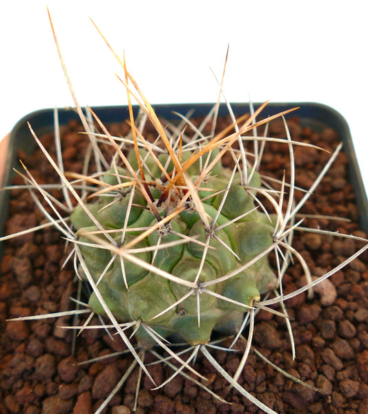 Thelocactus rinconensis var. nidulans