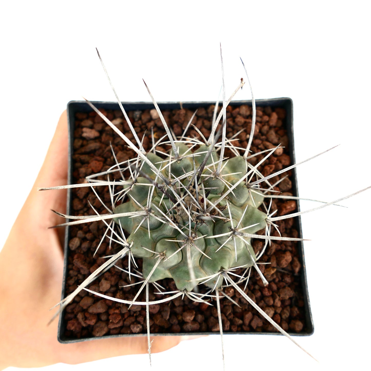 Thelocactus rinconensis var. nidulans